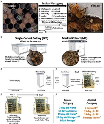 Changes in gut microbiota and metabolism associated with phenotypic plasticity in the honey bee Apis mellifera